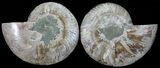 Polished Ammonite Pair - Agatized #54328-1